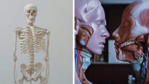 The Active Components Of Saffron Can Be Detected For Up To 24 Hours After Consumption.