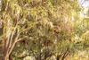 Branching Out