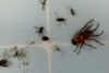 A Fly Try