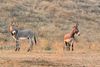 Donkeys and Burros and Asses – Oh my!