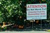 Goodbye Nets: Riverside’s Oriental Fruit Fly Quarantine Officially Ends