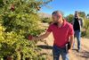 Eat This, Riverside: Experimental Pomegranates!