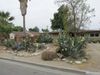 From Desert Jewel to Hidden Gem: The Story of Riverside’s White Park Cactus Garden