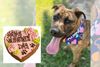 Riverside Dog Bakery Raises Funds for Rescue Animals with Valentine's Cake Sale