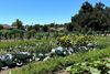 From Family Farm to Nonprofit: The Ungers Are Growing Opportunity in Riverside