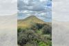 Update: California's Oldest Tree is Protected