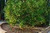 Why It's So Hard to Buy a Citrus Tree in Riverside