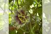 From the Kitchen Garden: October, Fall Is Finally Here