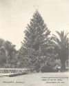 A 1913 black and white photograph of the first decorated community Christmas tree in White Park.