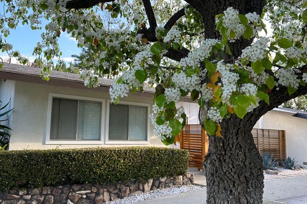 See Neighborhoods Blossom
