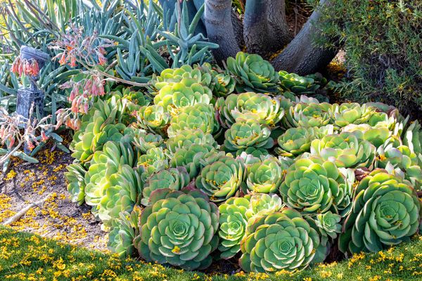 Sublime Succulent Serenade