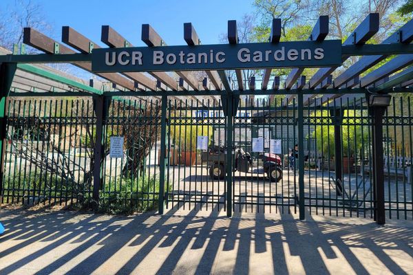 Break-In at UC Riverside Botanic Gardens stirs outrage and disbelief