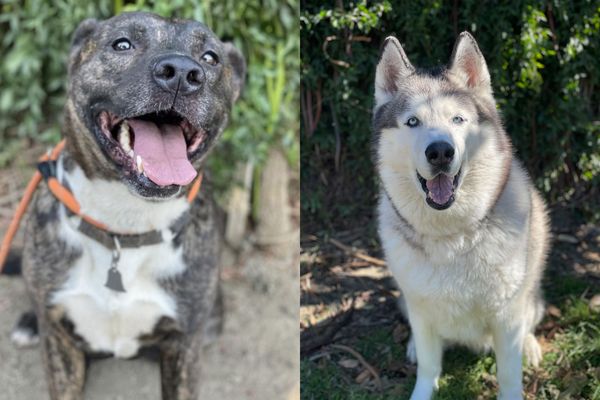 Mary S. Roberts Pet Adoption Center Joins nationwide reduced-fee adoption event