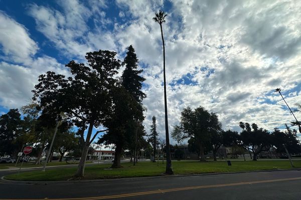 Planting Memories: How Riverside's Friendship Grove preserves the spirit of 'Auld Lang Syne'