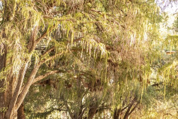 Branching Out