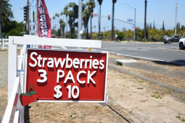 As Strawberry Season enters its peak, local farms see improvement over last year's crop