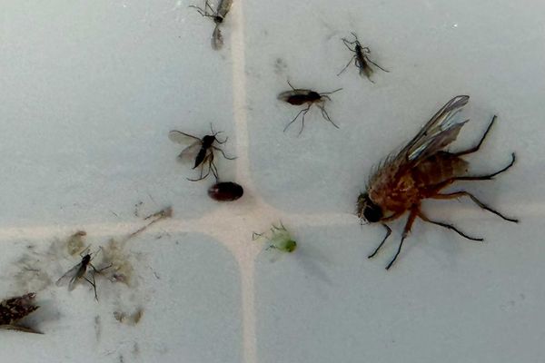 A Fly Try