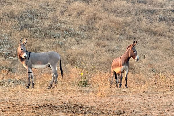 Donkeys and Burros and Asses – Oh my!