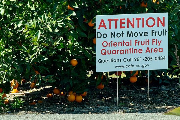 Goodbye Nets: Riverside’s Oriental Fruit Fly Quarantine Officially Ends
