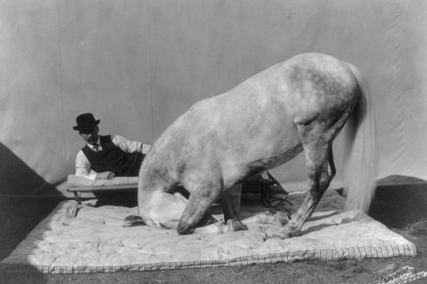 Prince Albert: Riverside's Remarkable Horse