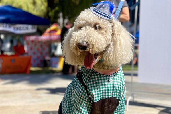 Barktoberfest Brings Pints and Pups to White Park