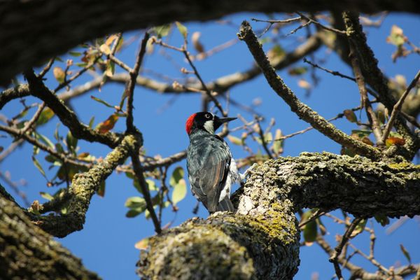 Love, Acorns, and Drama: The Wild Romances of Riverside’s Favorite Woodpecker