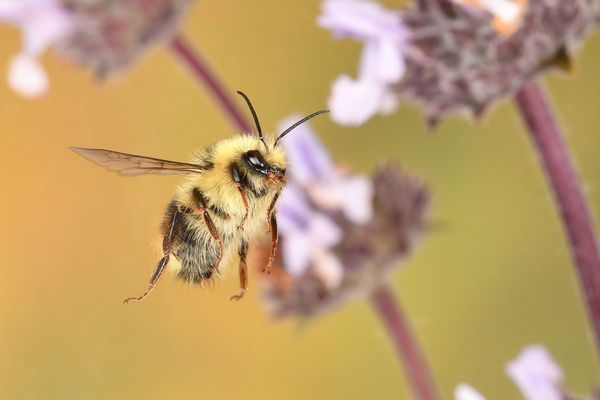 How to Stop Worrying and Love the Bees