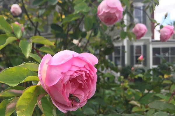 Blooms and Backstories at Heritage House