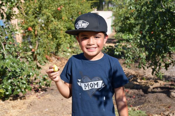 Child Nutrition Program Returns with Farm-to-Table Experience