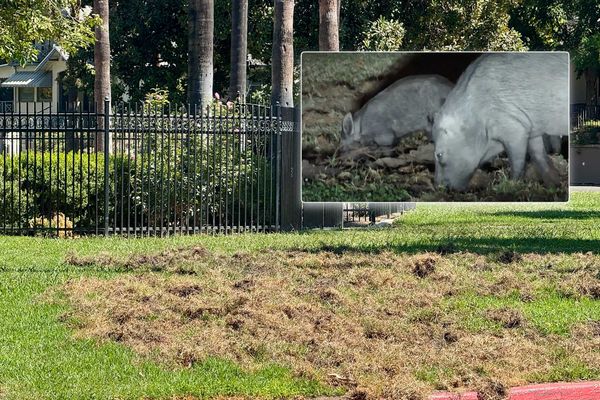 Wild Pigs: Riverside's Most Unwanted Neighbors?