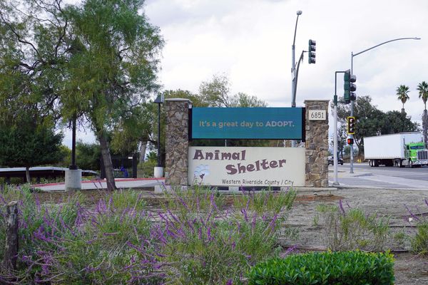 City Council Approves $16.8 Million Animal Services Agreement Despite Cost Concerns