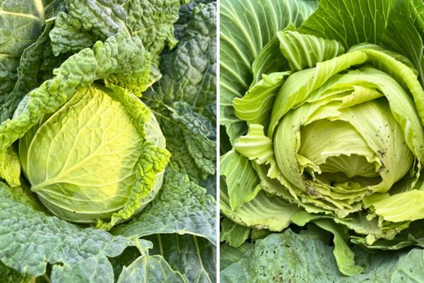 Kitchen Gardens: February's Quiet Work Pays Off in Spring