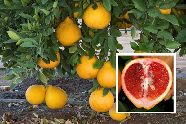 Love at First Bite: How Riverside Created the Perfect Valentine's Day Fruit