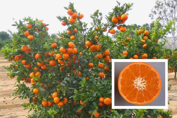 UCR's Famous Tango Mandarin Now Open to Home Growers—With Caveats