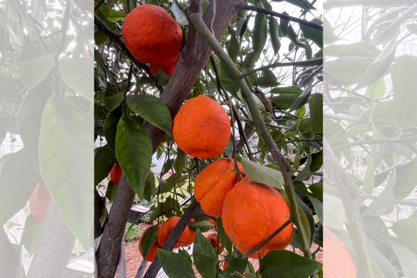 From the Kitchen Garden: March, The False Spring Edition