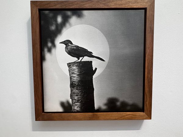 Frozen in the Frame: Divola's Brandstater Show Made a Case for Riverside's Arts Scene