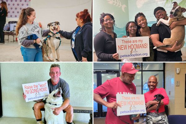 Riverside Pet Shelter at Capacity, Needs Fosters and Adopters