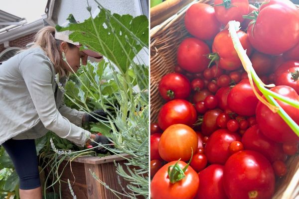 From the Kitchen Garden: July, The Summer Abundance Edition