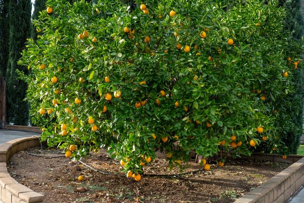 Why It's So Hard to Buy a Citrus Tree in Riverside