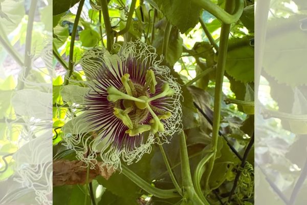 From the Kitchen Garden: October, Fall Is Finally Here