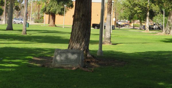A photo of the "White Sox Redwood"