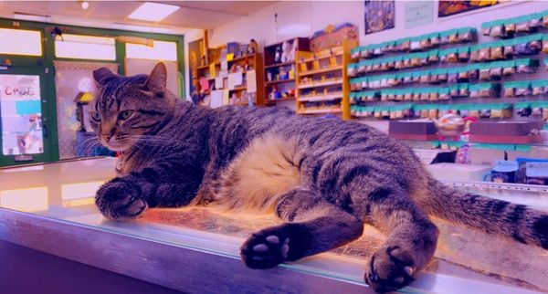 A photo of Miss Pepper Jade, the store's cat