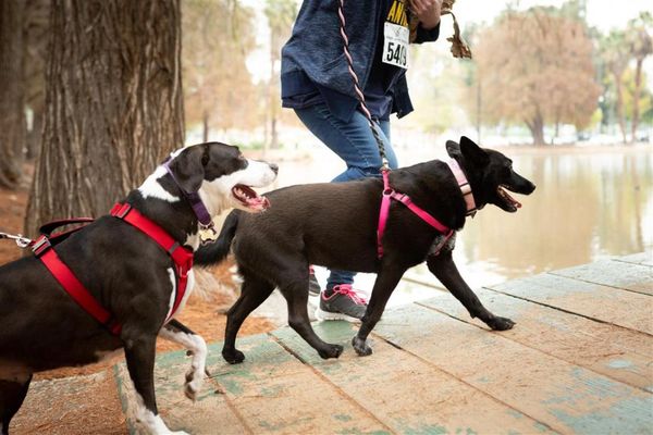 Image of dogs being walked during a Walk with the Animals event