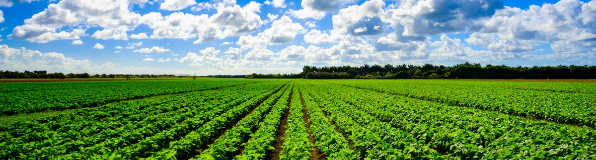 Palantir and the USDA (video)