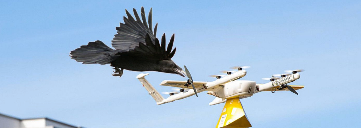 Anti-Surveillance Birds (video)