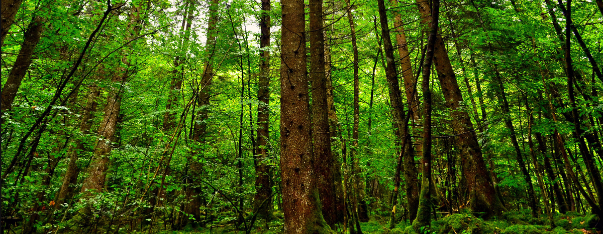 Focus and Forest Strategy (video)