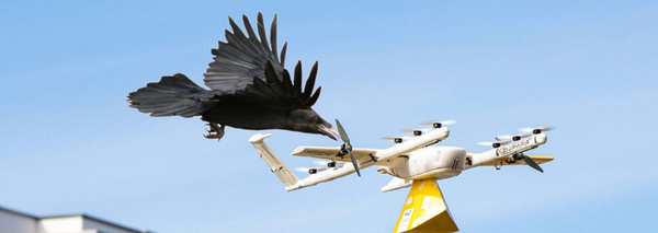 Anti-Surveillance Birds (video)
