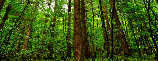 Focus and Forest Strategy (video)