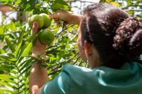 Cobro de piso: Nadie detiene al crimen imagen de publicación