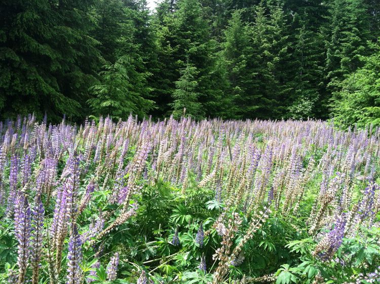 Quarterly Update - 2025 Q2